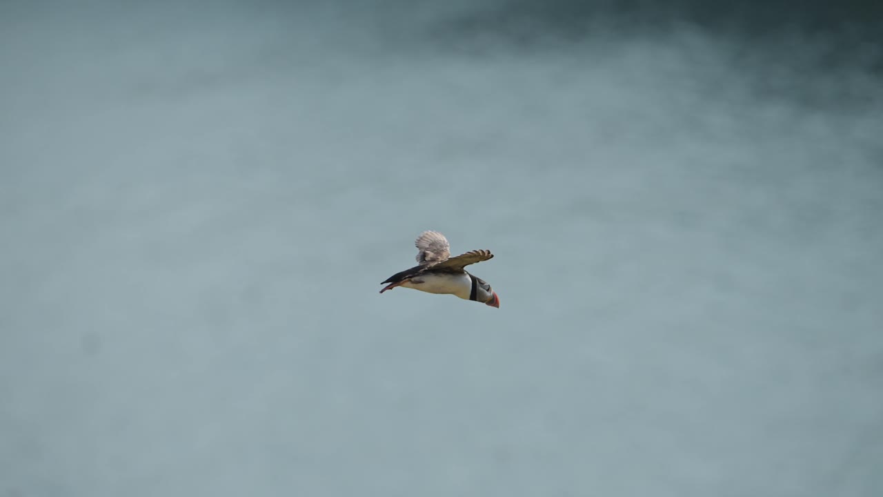 Slow Motion Puffins Flying on the Coast, Atlantic Puffin Bird in Flight with Coastal Scenery on the Coast of Skomer Island in Wales, Amazing UK Birds and Wildlife
