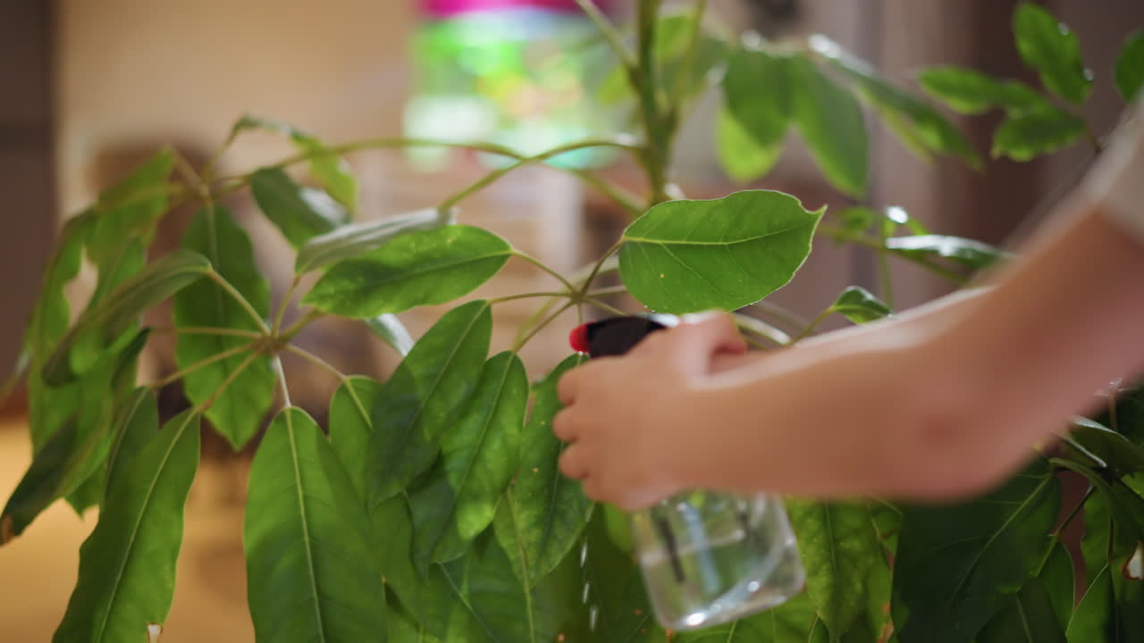 Closeup hand spraying water on green houseplant leaves with transparent spray bottle indoors, showing hydration, natural care, eco lifestyle, and healthy plant growth environment