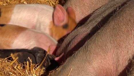 baby piglets nurse milk from a mother pig breast in this cute animal barnyard scene