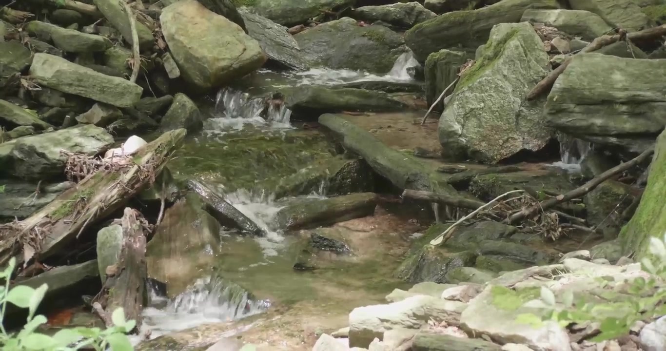 Water flows over rocks and trees at Wissahickon Creek