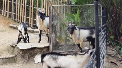 goats in a zoo enclosure