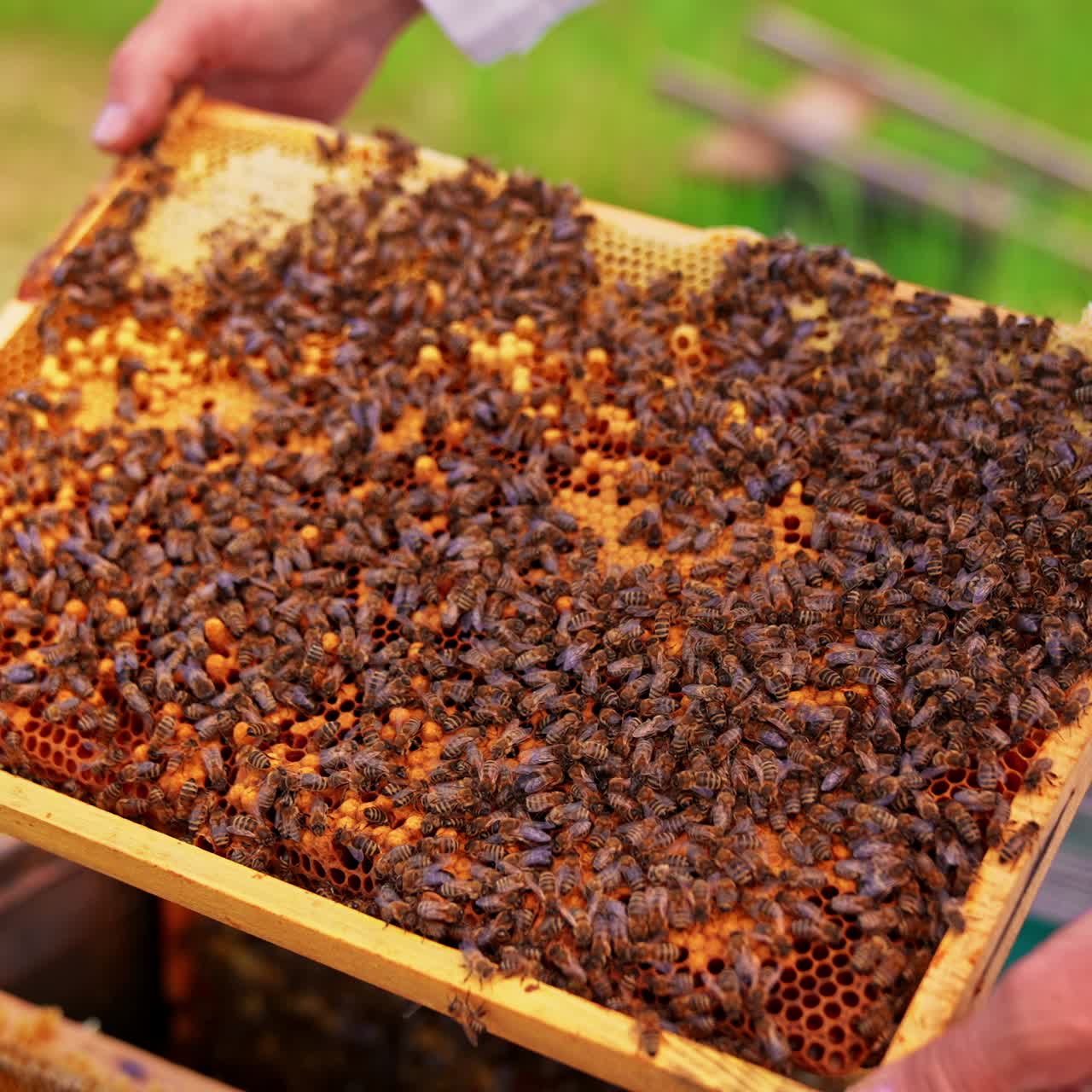 Huge bee colony covering tightly the wax frame surface. Working bees crawl over the cells with larvae. Close up