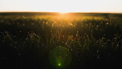 time lapse: sunrise on a background of green fields of winter wheat. and dew drops on bright green grass with sun beam. bright natural bokeh