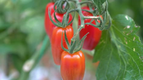 maduro para recoger tomates rojos
