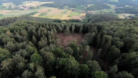 drone shot over a forest after a broken beetle infestation