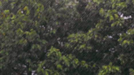 morning heavy rain falling on a blurred garden in the background