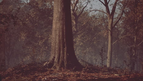 mysterious autumn forest