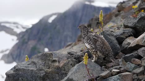 slow motion, medium shot of white-tailed ptarmigan in the alpine of british columbia