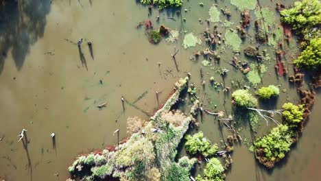 slow moving drone view looking down on inundated vegetation in lake mulwala, where the ovens river joins the murray river, australia