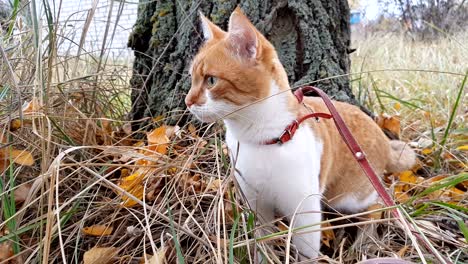 cute white-and-red cat in a red collar in the grass