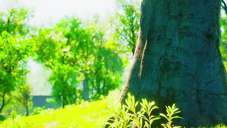 sunrise beam in the beautiful summer park