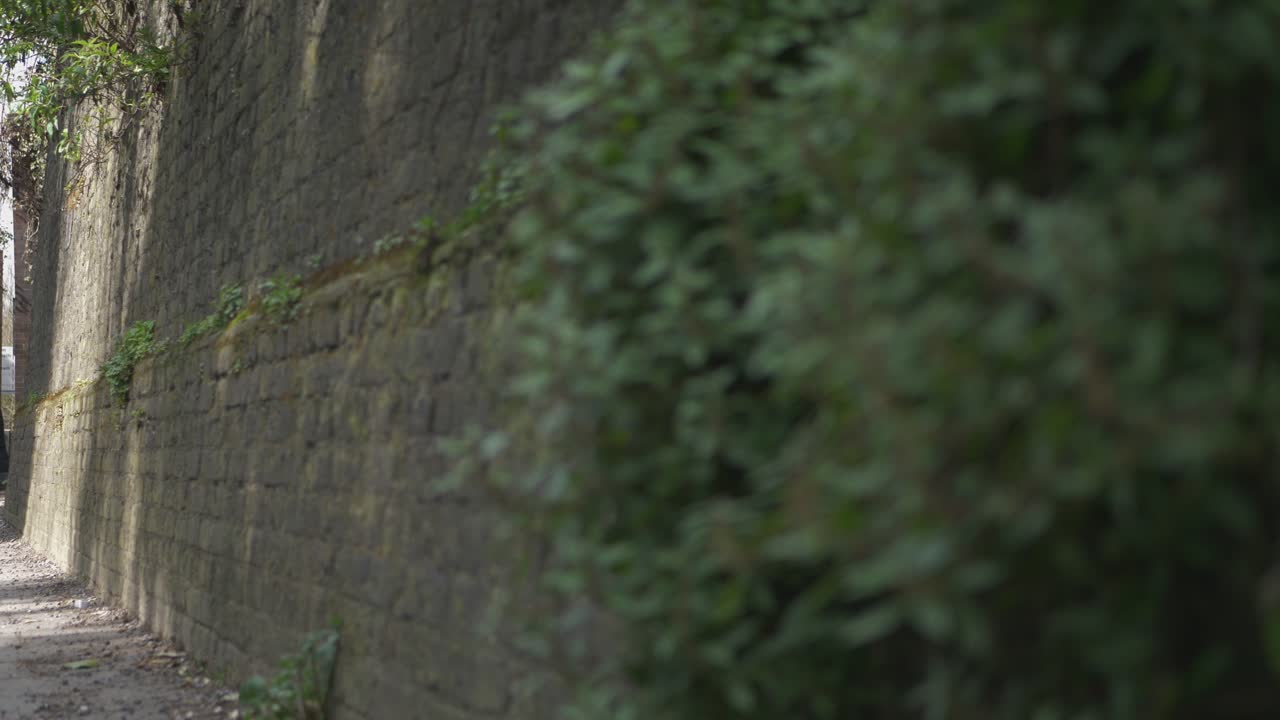 이스트 힐의 높은 벽에 있는 녹색 관목, 다트포드, 켄트, 영국, 영국