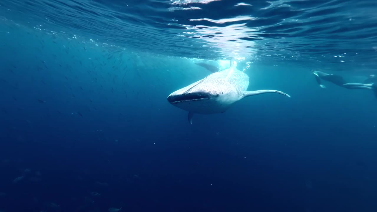 Underwater close encounter with massive spotted whale shark swimming near snorkelers just below ocean surface in open blue water Philippines