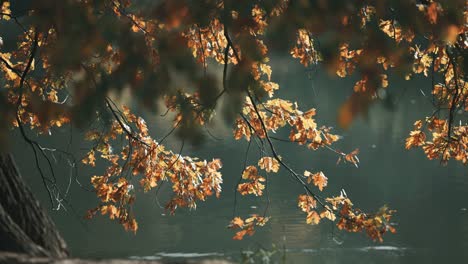 Un-Primer-Plano-De-Las-Brillantes-Hojas-De-Otoño-En-El-Viejo-Roble-A-Orillas-De-Un-Estanque