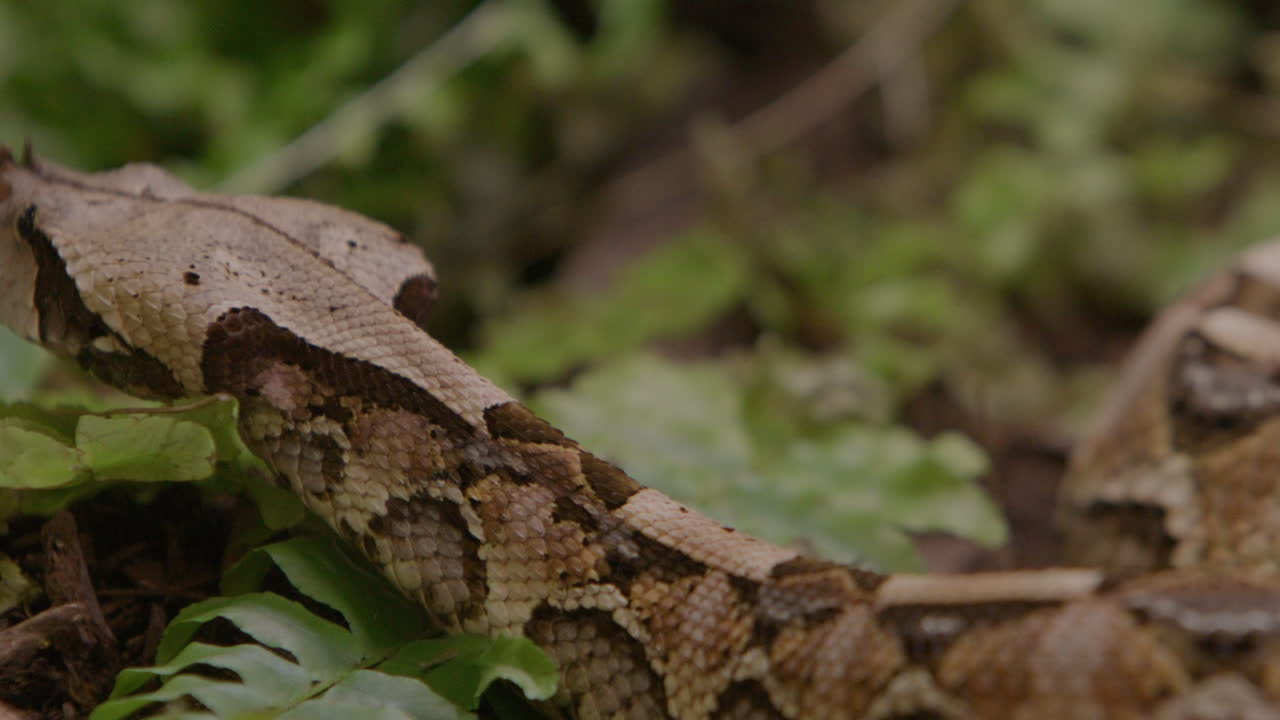 Slow motion gaboon viper slithering on forest floor