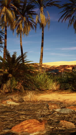 palm trees in a desert oasis