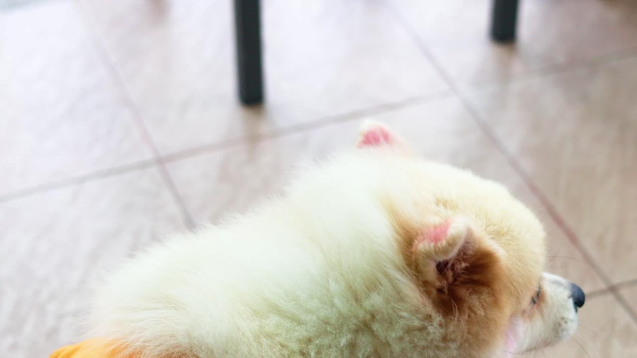 A Pomeranian in an orange outfit interacts with its owner on a tiled patio, showcasing a playful and affectionate mood