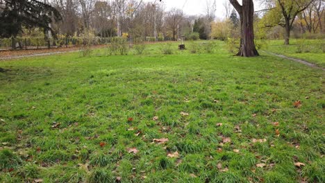 pan to the right in a Park in Berlin Germany Nature dead leaves trees colors of Autumn HD 30 FPS 5 secs