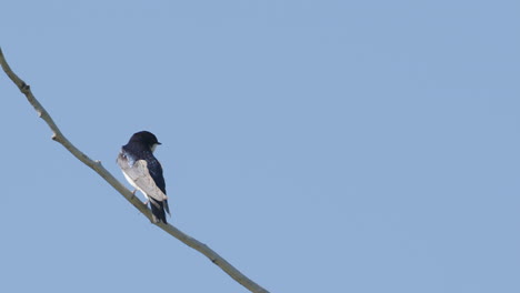 iridescent blue and white tree swallow perches on branch in blue sky