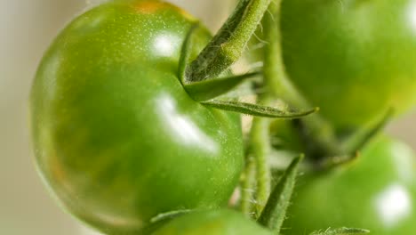 un primer plano de tomates cherry verdes e inmaduros cuelgan de un arbusto de tomate y se mueven suavemente con el viento