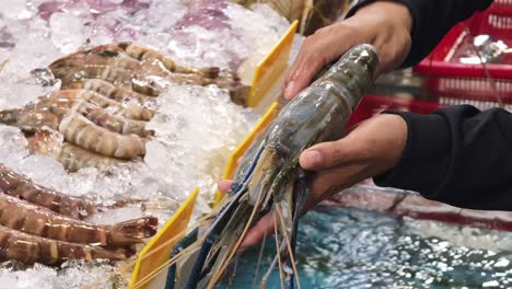fresh shrimp and seafood display at market
