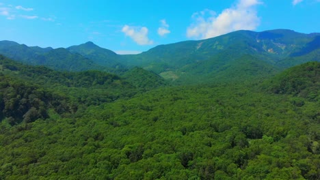 Grüner-Wald-Mit-Bergen-Im-Hintergrund