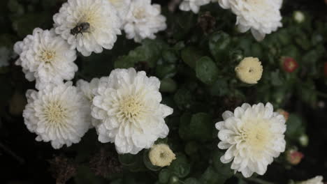 una mosca poliniza una flor en un jardín del sur de california