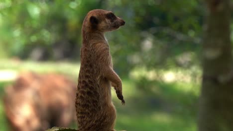 Selective-focus-extreme-close-up-shot-of-a-cute-african-small-mongoose,-meerkat,-suricata-suricatta-on-sentry-duty,-standing-on-its-hind-legs,-perch-on-a-high-point,-guarding-the-perimeter