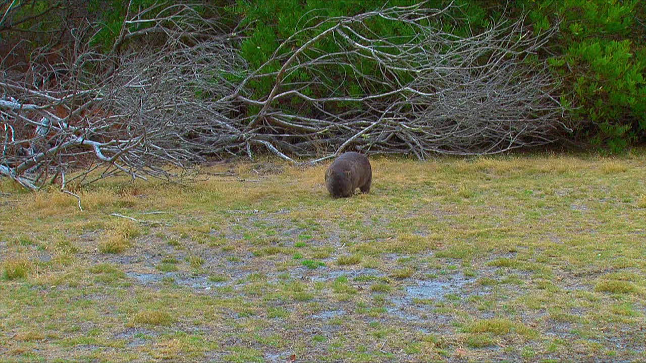 호주 2의 풀밭에서 풀을 뜯는 웜뱃