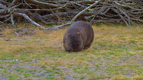 a wombat grazes on grass in australia 2