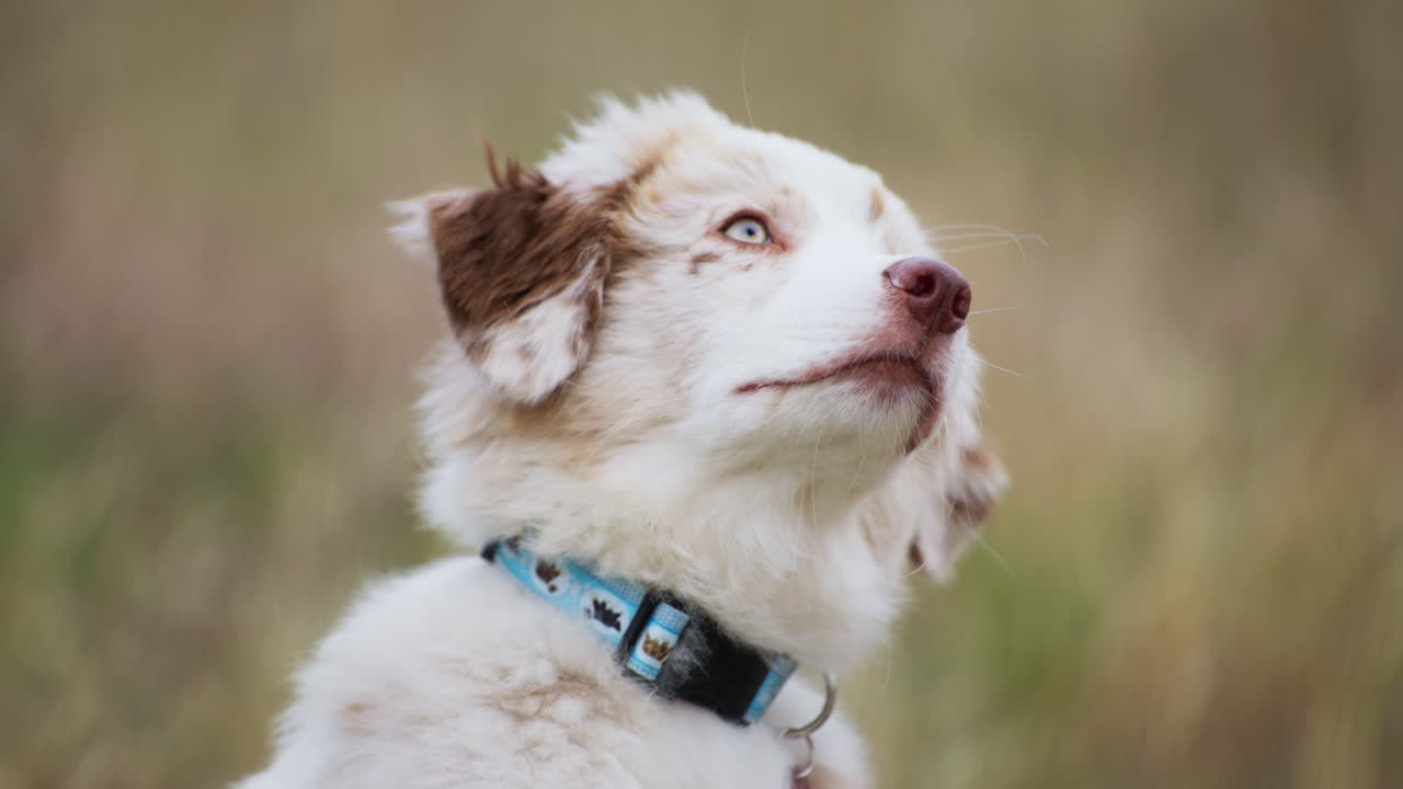 Portrait of Curious Baby Australian Shepherd Looking Up in Expectation of Food in A Park