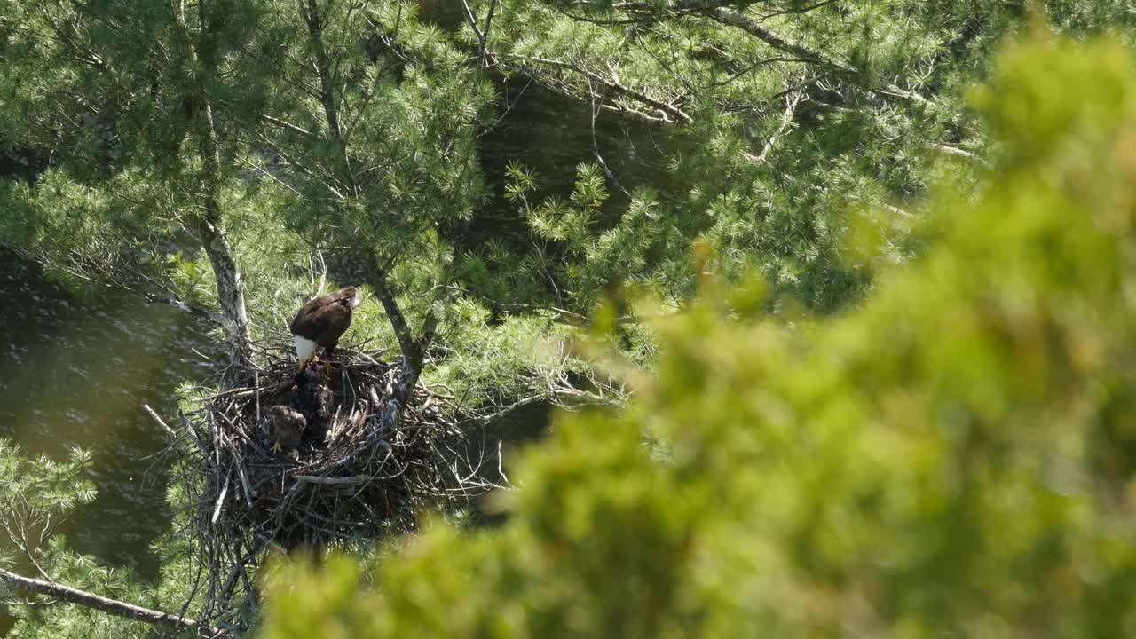 Eagle Family in Nest