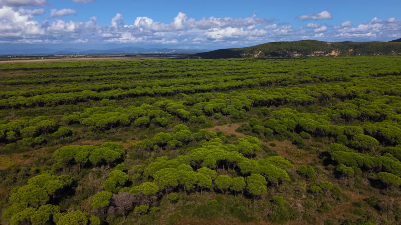 Maremma pine forest savannah landscape with hills and soft white clouds above. Tuscany aerial