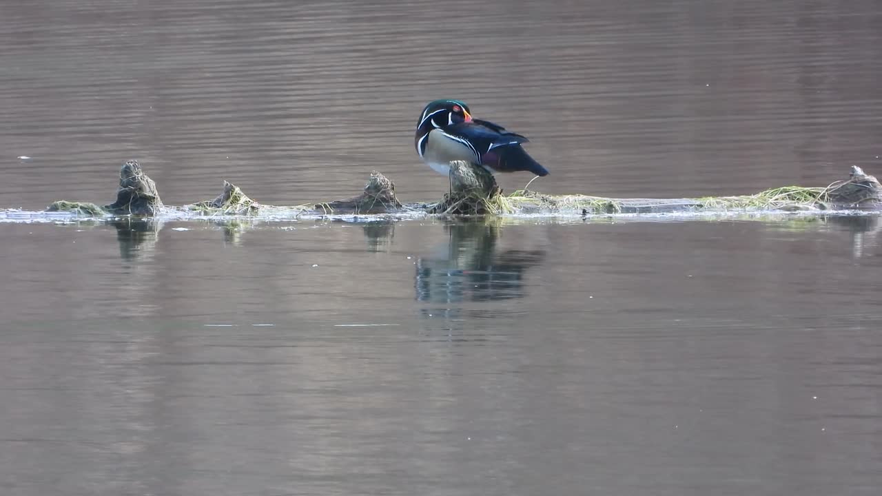Colorful bird in water lake's small island, static view