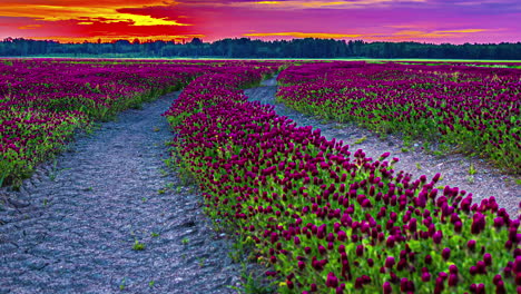 Ein-Atemberaubendes-Feld-Mit-Rosa-Blumen-Bei-Sonnenuntergang-Mit-Ein-Paar-Wolken-Am-Himmel,-Statischer-Zeitraffer