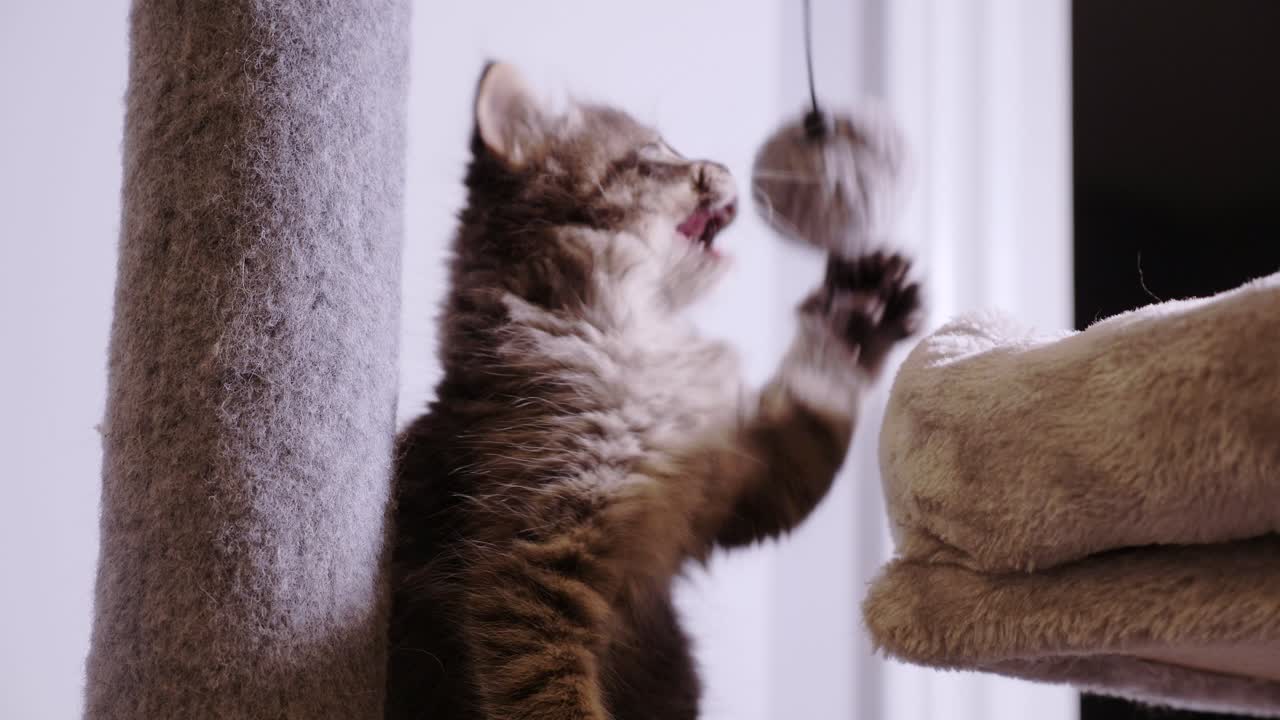 gatinho gatinho mainecoon jogando bola de cabelo de boxe na árvore do gato