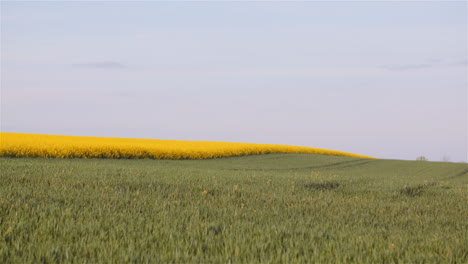 wheat and canola field under blue sky
