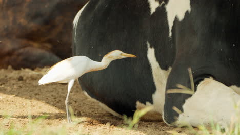 cattle egret bird eating insects near milk cow lying in a pasture field - close-up