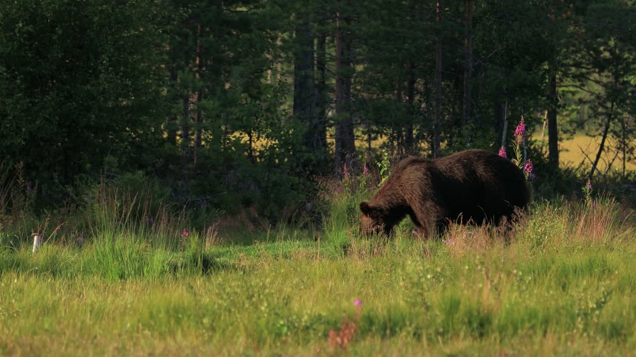 L'orso bruno (Ursus arctos) in natura selvaggia è un orso che si trova in gran parte dell'Eurasia settentrionale e del Nord America. In Nord America, le popolazioni di orsi bruni sono spesso chiamate orsi grizzly.