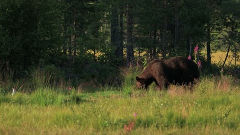 Brown-bear-(Ursus-arctos)-in-wild-nature-is-a-bear-that-is-found-across-much-of-northern-Eurasia-and-North-America.-In-North-America,-the-populations-of-brown-bears-are-often-called-grizzly-bears.