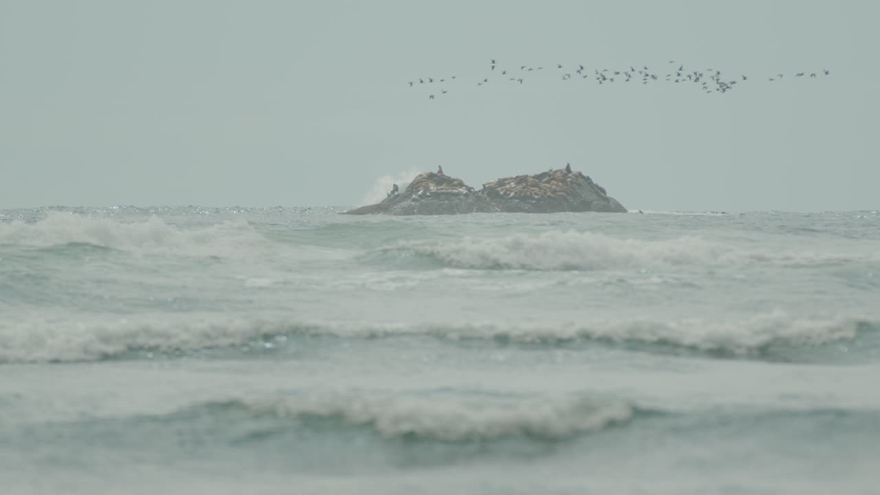 바다 의 해안 바위 에 있는 바다 사자 들 의 무리 와 바다 에서 날아가는 새 들 의 무리