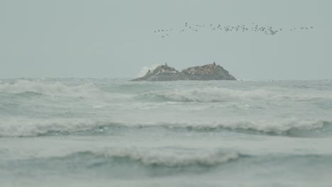 group of sea lions on coastal rock at sea and flock of birds flying by