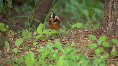 pájaro tit variado recogido con piñones caídos en el suelo