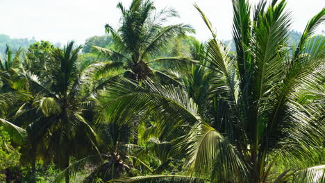 paisaje de palmeras tropicales en la soleada indonesia
