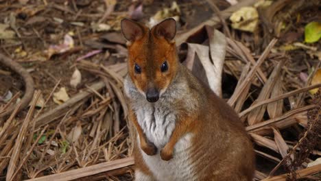 Un-Canguro-Wallaby-Se-Sienta-A-La-Sombra-En-Australia-2