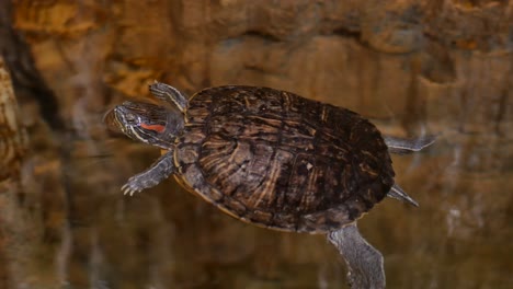 red-eared slider turtle