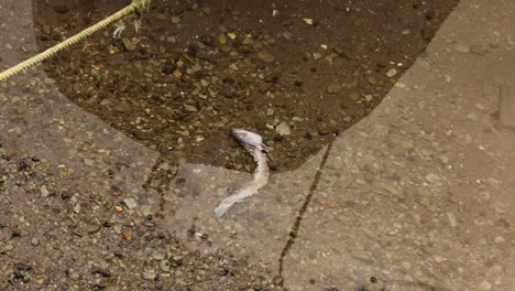 dead fish in shallow water