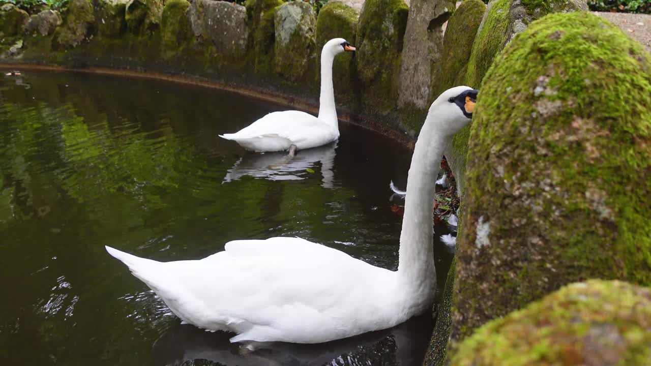 dos cisnes flotan en un estanque