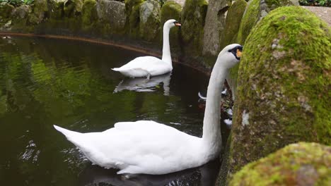 Dos-Cisnes-Flotan-En-Un-Estanque