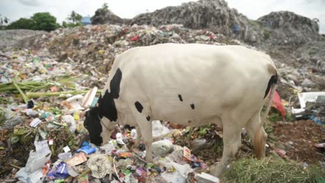 Pila-De-Basura-En-Vertederos-O-Vertederos-De-Basura,-Concepto-De-Contaminación-Ambiental,-Antihigiénico-Para-Los-Animales,-Plano-General